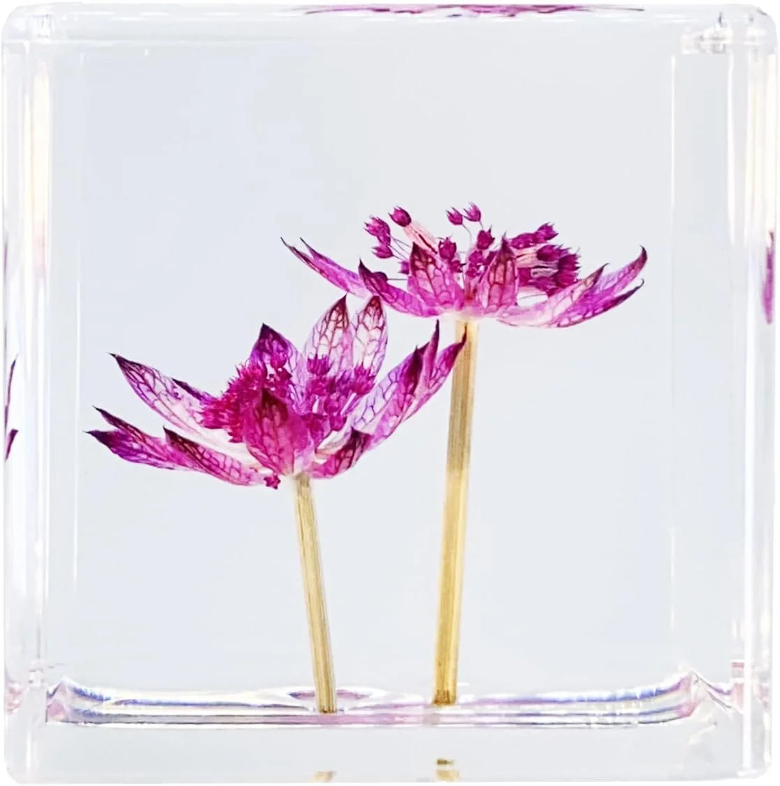 Bon Cube Real Flower Desk Accessory Mini Resin Cube – Flower in Resin with 3D Preserved Purple Astrantia (Masterwort), Desk Decor for Women, Small 1.58'' (2.9 oz), Lightweight Paperweight Option
