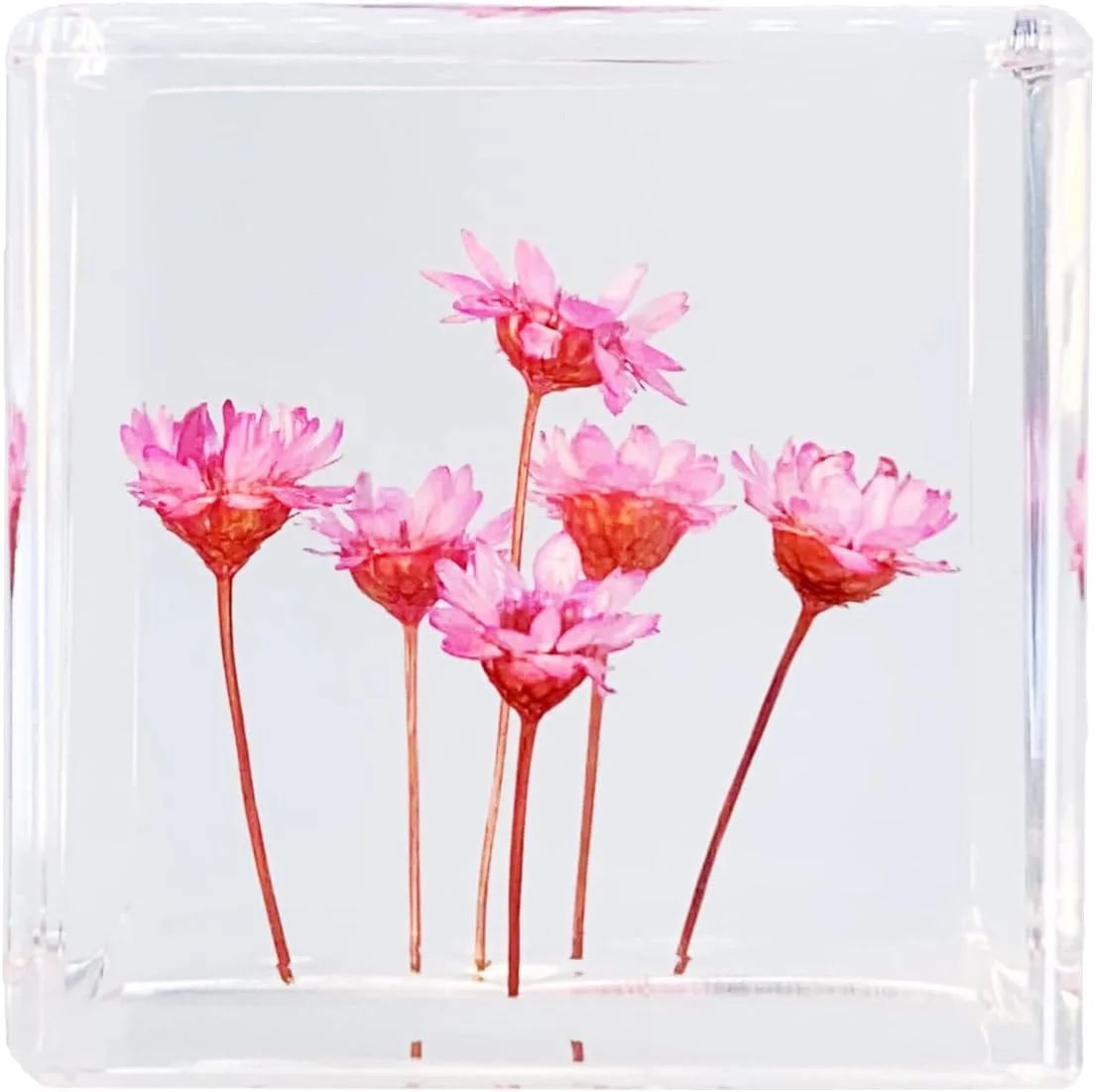 Bon Cube Real Flower Desk Accessory Mini Resin Cube – Flower in Resin with Decorative 3D Preserved Pink Starflowers, Desk Decor for Women, Small 1.58'' (2.9 oz), Lightweight Paperweight Option