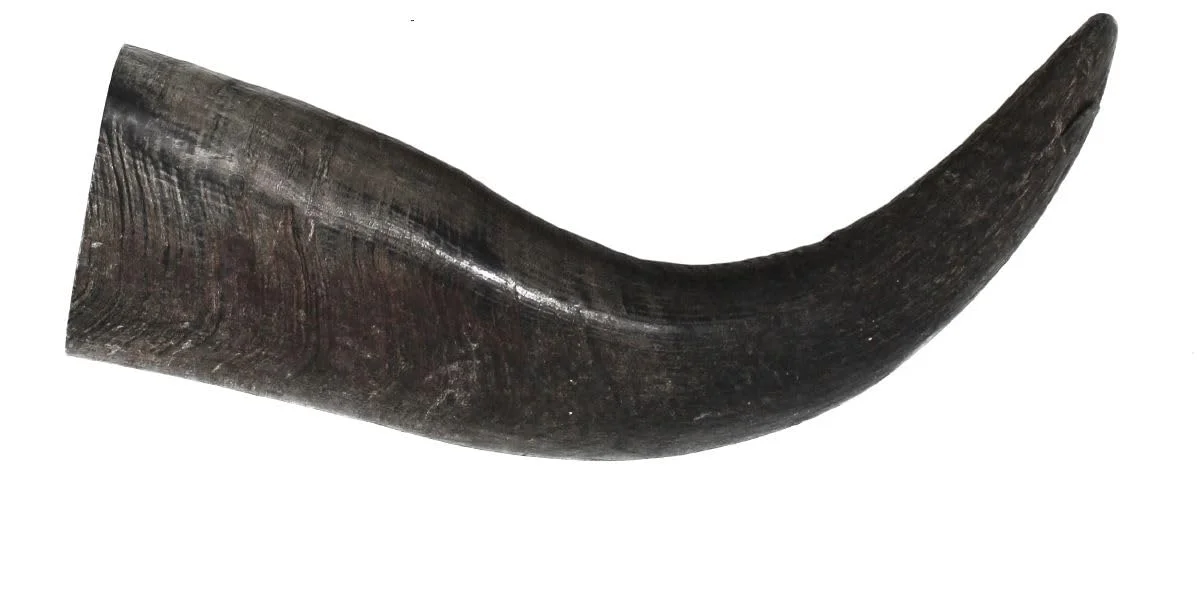 peaksNpaws Premium Free Range & Grass Fed Buffalo Horns - Large